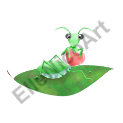 Mantis watercolor